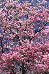 《心灵杀手2》DLC与《控制2》无关 但有未来剧情暗示